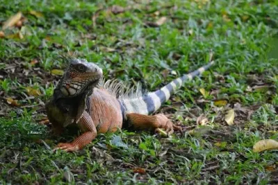 Iguana on the nature trail at Smithsonian Punta Culebra