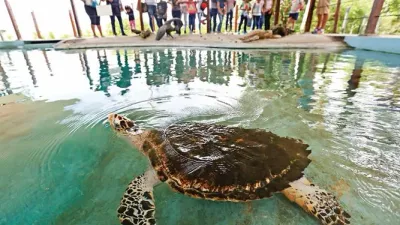 Sea turtle pool at Smithsonian Punta Culebra Nature Center