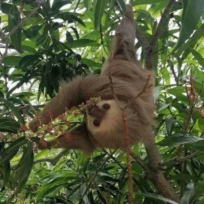 Sloth in the trees at Smithsonian Punta Culebra