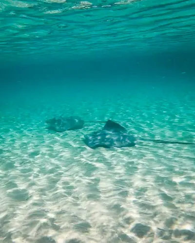 Stingray gliding through clear shallow Caribbean water at Playa Huerta near Portobelo
