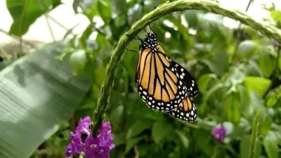 Monarch butterfly in an El Valle butterfly garden