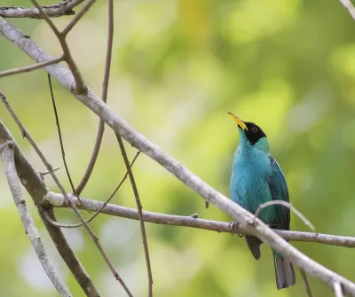 Green honeycreeper perched on a branch in Metropolitan Natural Park