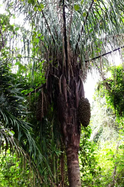 Lush palm and tropical forest along a trail in Parque Natural Metropolitano
