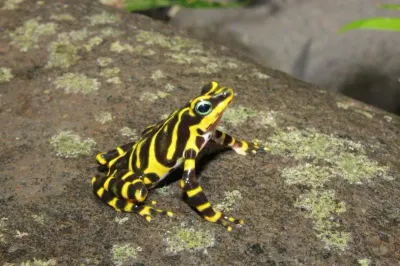 Harlequin frog associated with Panama conservation exhibits