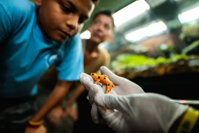 A child observing Panama's golden frog with a conservation expert