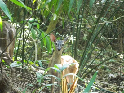 White-tailed deer fawn in the rainforest of Parque Natural Metropolitano