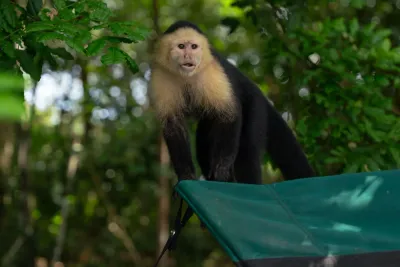 Capuchin monkey near the boat during the Monkey Island tour